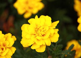 Close-up of a vibrant yellow marigold flower in full bloom, showcasing its detailed petals.