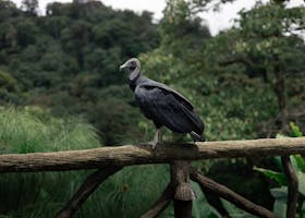 A black vulture stands on a wooden railing amidst lush rainforest greenery.